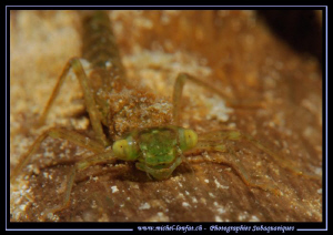 The smile of a larva of a DragonFly - Sunday's dive in a ... by Michel Lonfat 